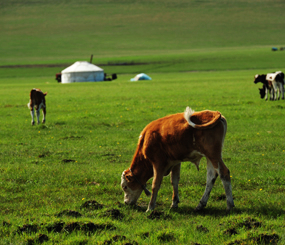 呼伦贝尔草原—蒙古游牧